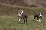 AMSTAFF ADULT 324